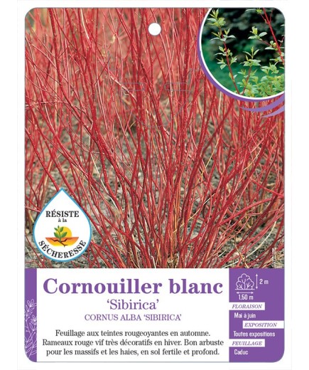 CORNUS ALBA SIBIRICA voir Cornouiller blanc (*)