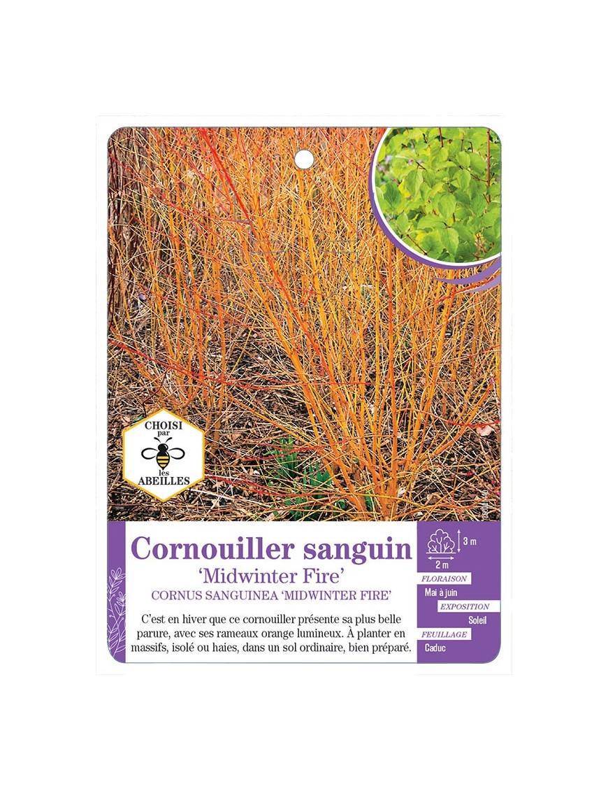 CORNUS SANGUINEA MINDWINTER FIRE voir Cornouiller sanguin