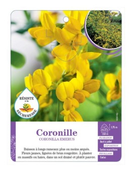CORONILLA EMERUS voir Coronille (*)