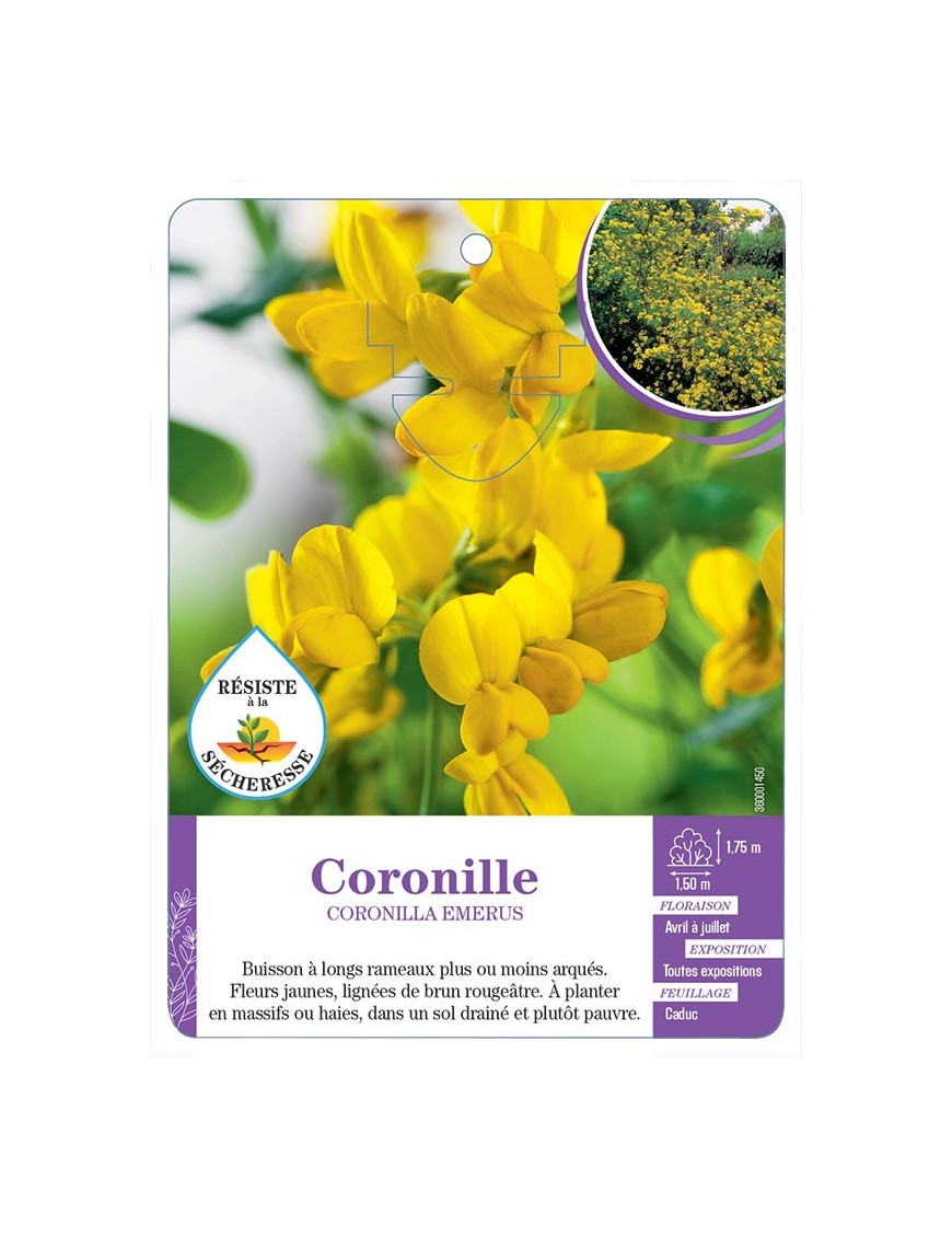 CORONILLA EMERUS voir Coronille (*)
