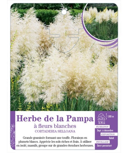 CORTADERIA SELLOANA voir Herbe de la Pampa à fleurs blanches