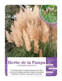 CORTADERIA SELLOANA voir Herbe de la Pampa (rose)