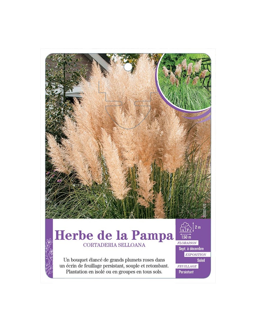 CORTADERIA SELLOANA voir Herbe de la Pampa (rose)