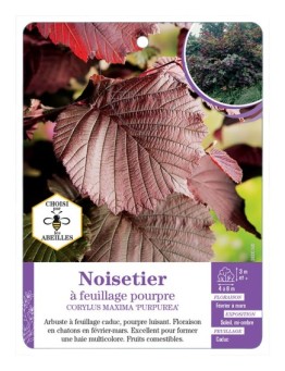 CORYLUS MAXIMA PURPUREA voir Noisetier à feuillage pourpre