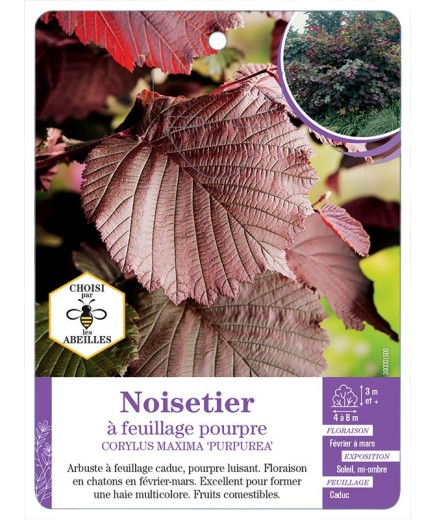 CORYLUS MAXIMA PURPUREA voir Noisetier à feuillage pourpre