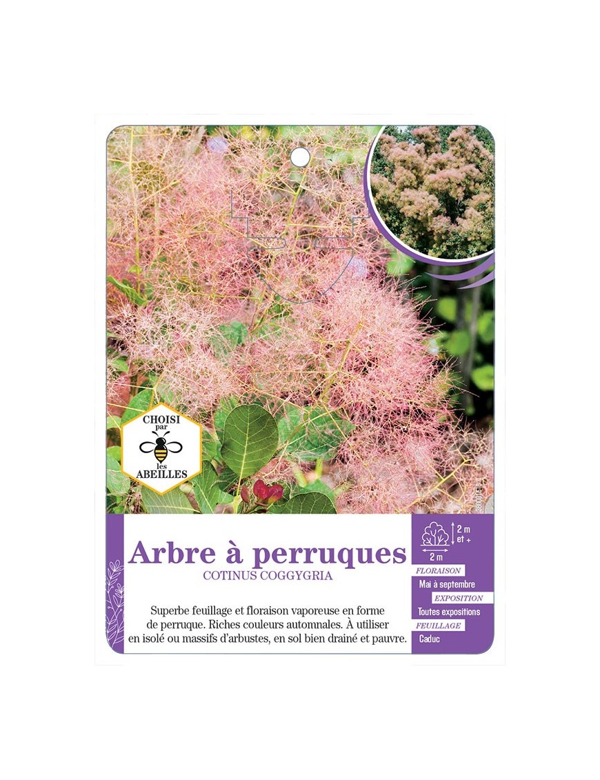 COTINUS COGGYGRIA voir Arbre à perruques
