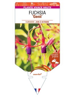 FUCHSIA Genii