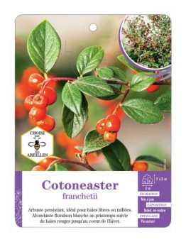 COTONEASTER FRANCHETII