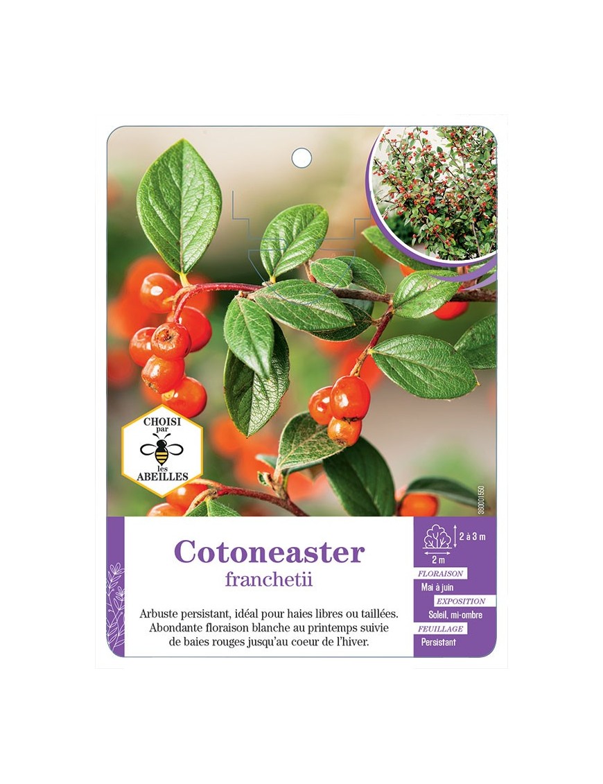 COTONEASTER FRANCHETII