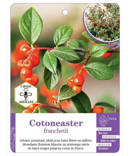 COTONEASTER FRANCHETII