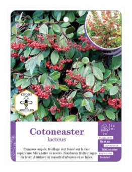 COTONEASTER LACTEUS