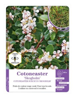 COTONEASTER SUECICUS SKOGHOLM (*)