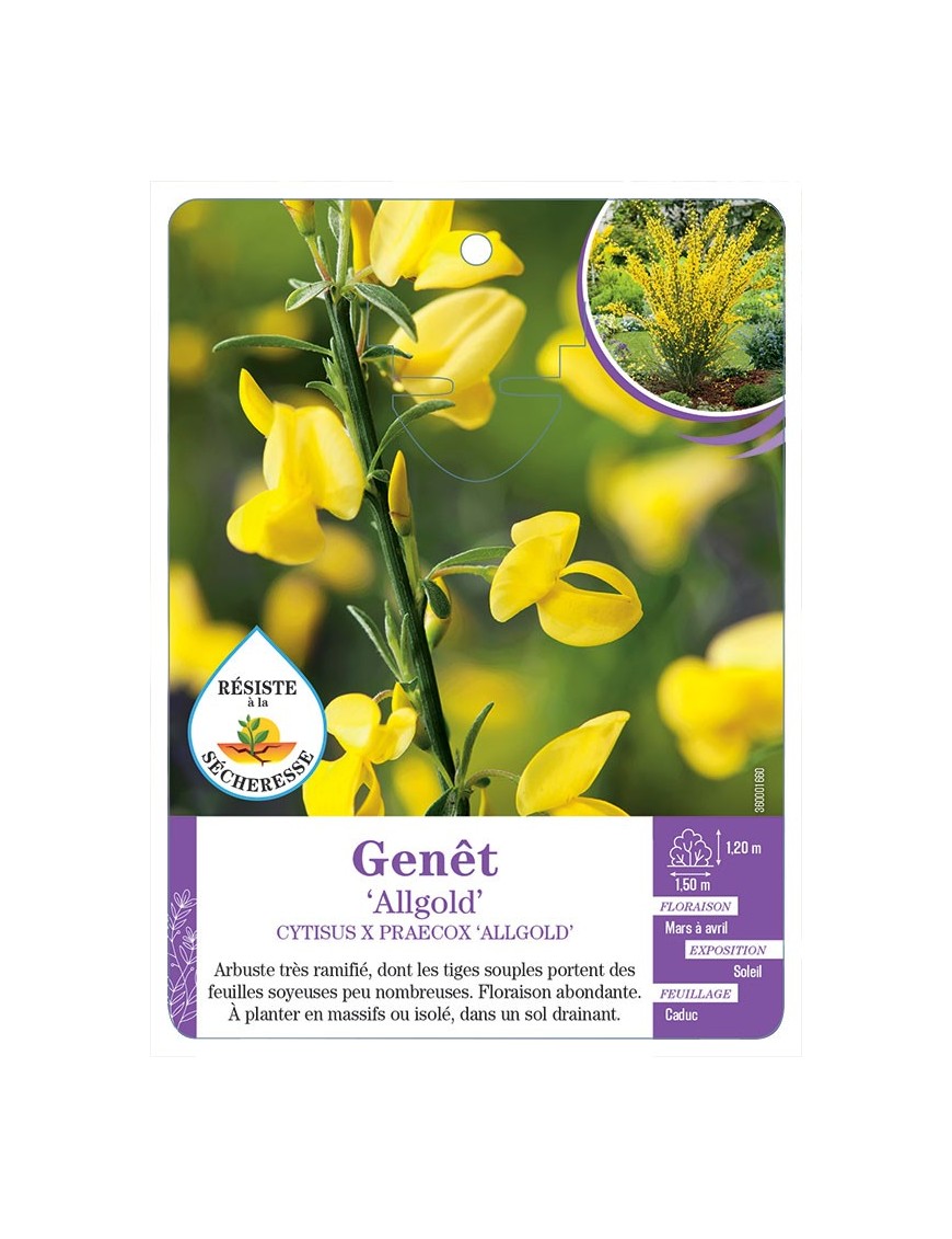 CYTISUS X PRAECOX ALLGOLD voir Genêt (*)
