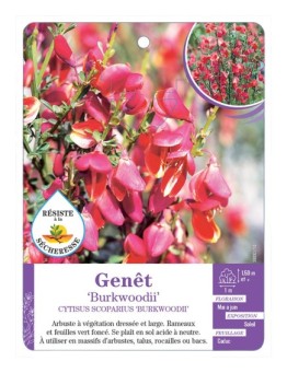 CYTISUS SCOPARIUS BURKWOODII voir Genêt (*)