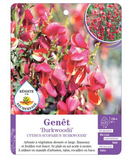 CYTISUS SCOPARIUS BURKWOODII voir Genêt (*)