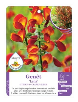 CYTISUS SCOPARIUS LENA voir Genêt (*)
