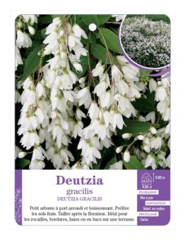 DEUTZIA GRACILIS