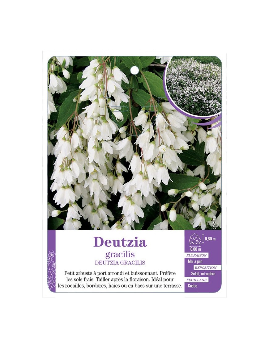 DEUTZIA GRACILIS