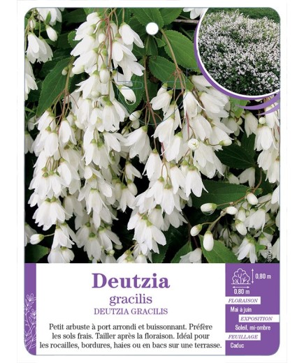 DEUTZIA GRACILIS