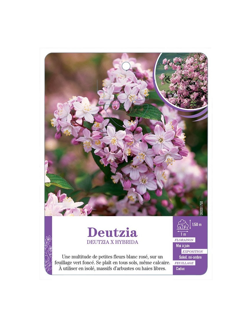DEUTZIA X HYBRIDA (rose)