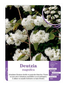 DEUTZIA X MAGNIFICA (*)