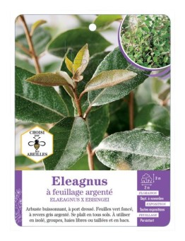 ELAEAGNUS X EBBINGEI à feuillage argenté