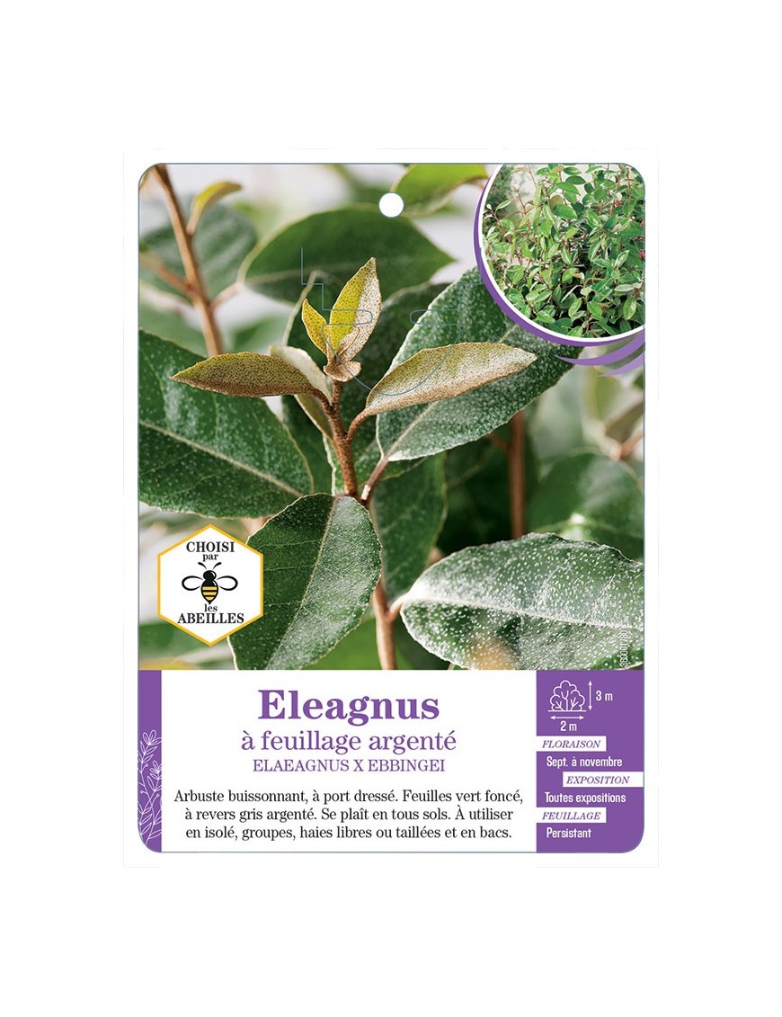 ELAEAGNUS X EBBINGEI à feuillage argenté
