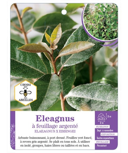 ELAEAGNUS X EBBINGEI à feuillage argenté