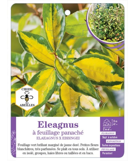 ELAEAGNUS X EBBINGEI à feuillage panaché (*)