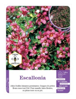ESCALLONIA (rose)