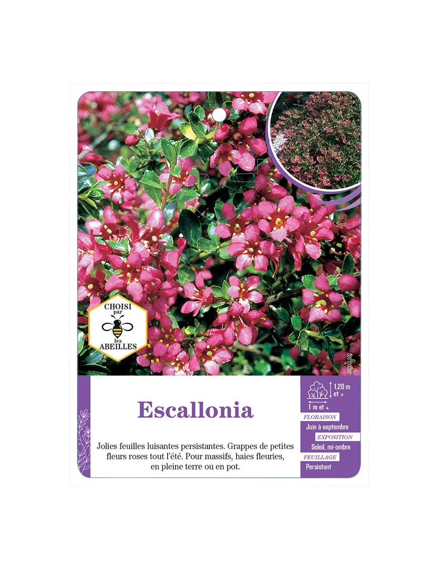 ESCALLONIA (rose)