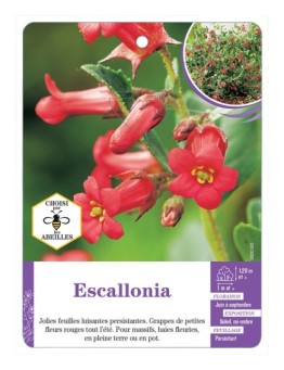 ESCALLONIA (rouge)