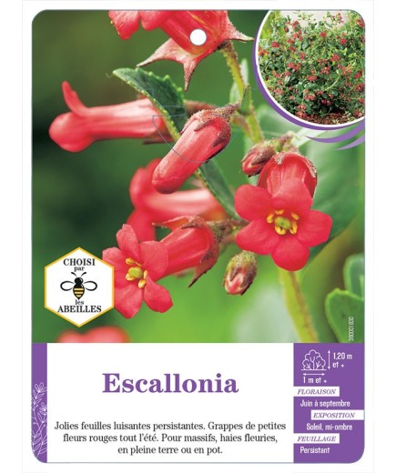 ESCALLONIA (rouge)