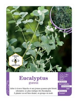 EUCALYPTUS GUNNII (*)