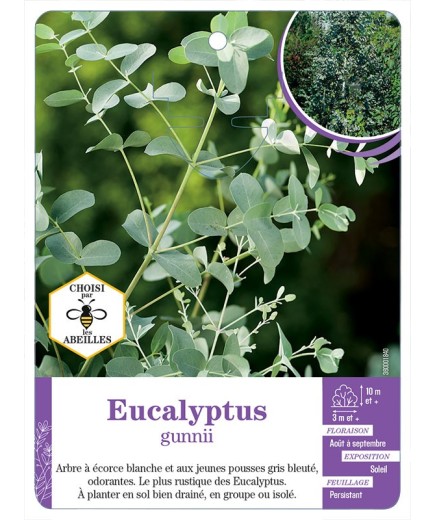 EUCALYPTUS GUNNII (*)