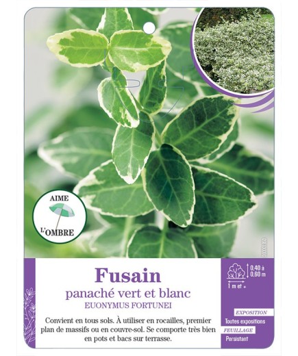 EUONYMUS fortunei voir Fusain panaché vert et blanc