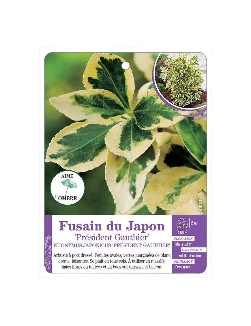 EUONYMUS JAPONICUS PRESIDENT GAUTHIER voir Fusain du japon
