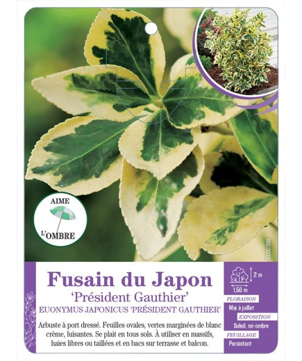 EUONYMUS JAPONICUS PRESIDENT GAUTHIER voir Fusain du japon