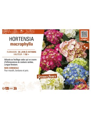 HORTENSIA MACROPHYLLA