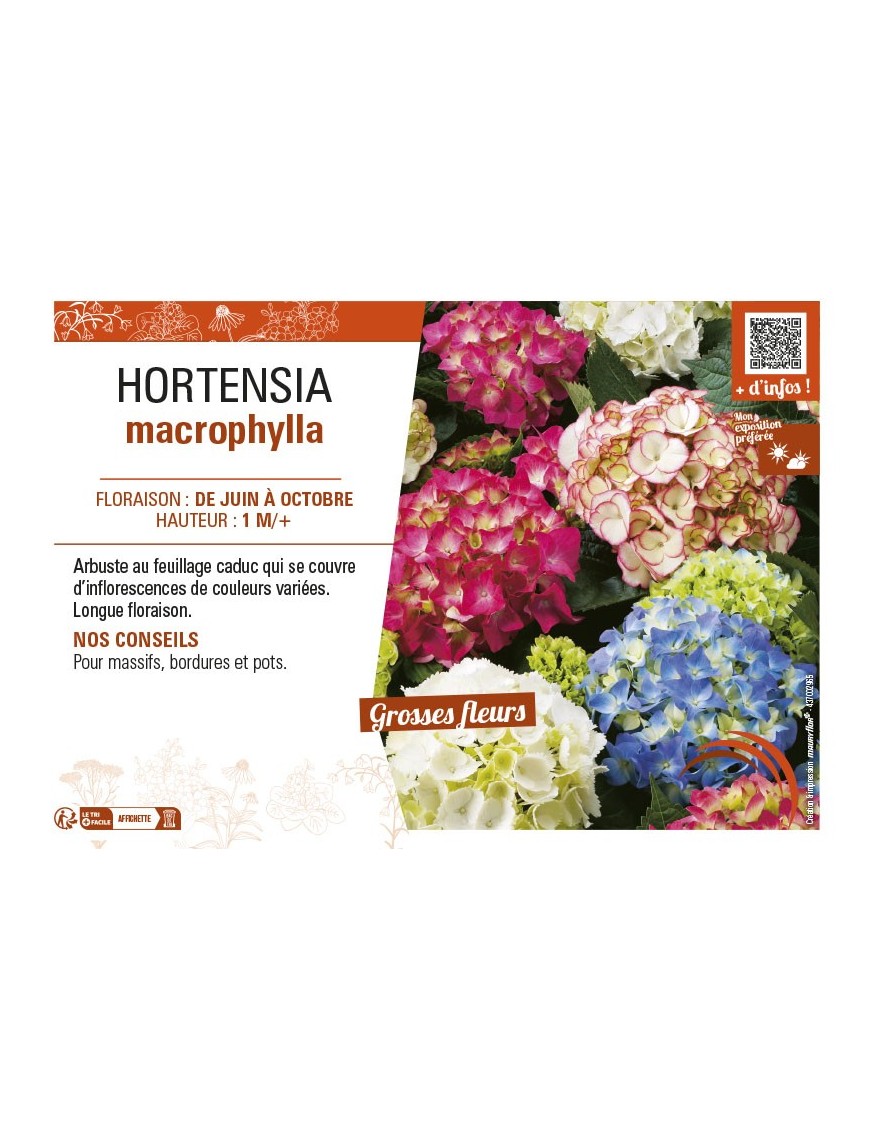 HORTENSIA MACROPHYLLA