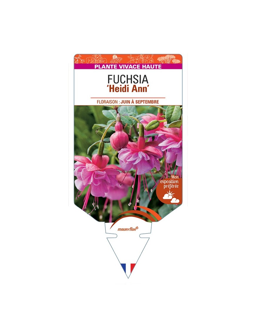 FUCHSIA Heidi Ann