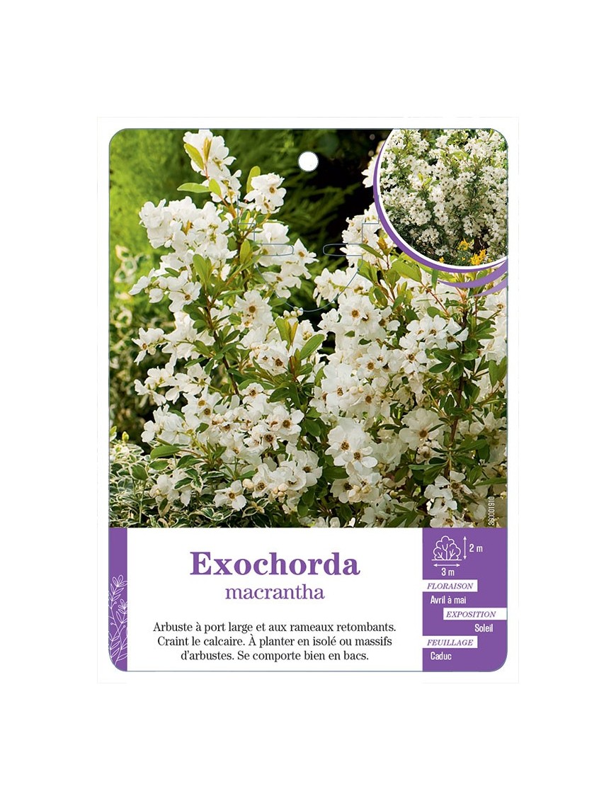 EXOCHORDA MACRANTHA (*)