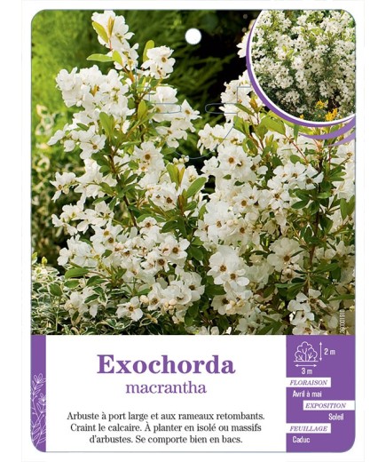 EXOCHORDA MACRANTHA (*)