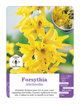 FORSYTHIA