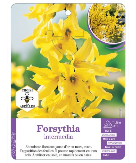FORSYTHIA