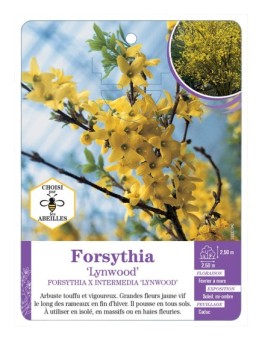 FORSYTHIA X INTERMEDIA LYNWOOD