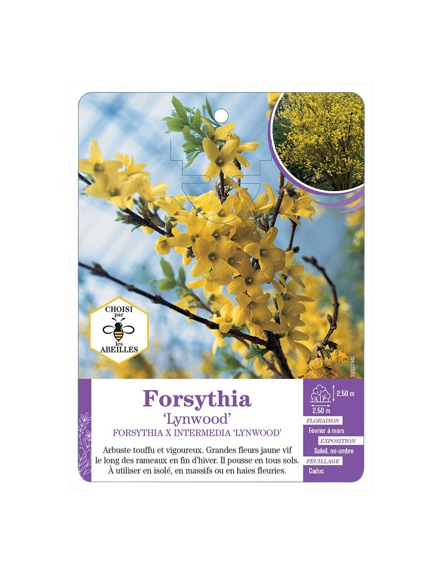 FORSYTHIA X INTERMEDIA LYNWOOD