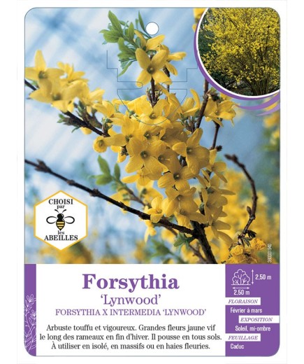FORSYTHIA X INTERMEDIA LYNWOOD