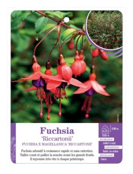 FUCHSIA X MAGELLANICA RICCARTONII (*)