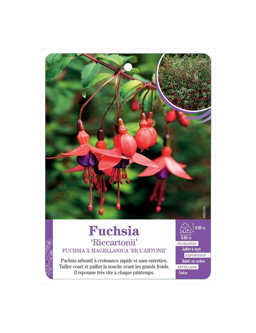 FUCHSIA X MAGELLANICA RICCARTONII (*)